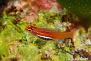 Eviota pellucida-Wangi Wangi Island-11m-20180601-Denis-ADER-DSC_3101_tn